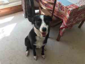 Bronnie the border collie