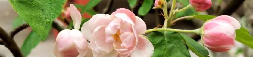 Close up of crab apple tree blossom