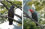 Side by side photos of female and male gang gang cockatoo