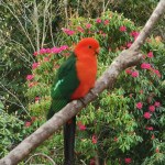 Australian king parrot sitting on a branch