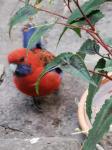 Crimson rosella peeking around the pot