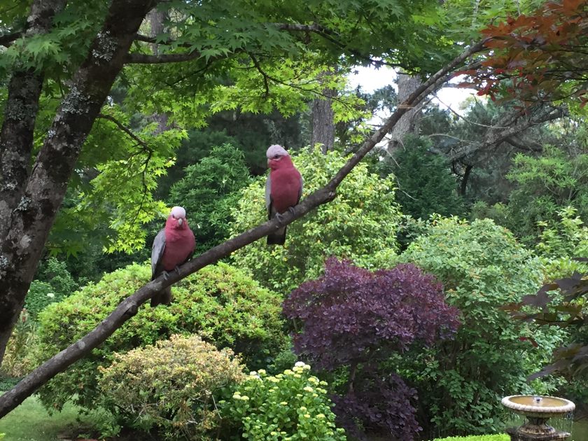 Galahs in the garden