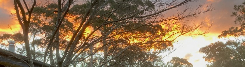 Sunset in the back garden